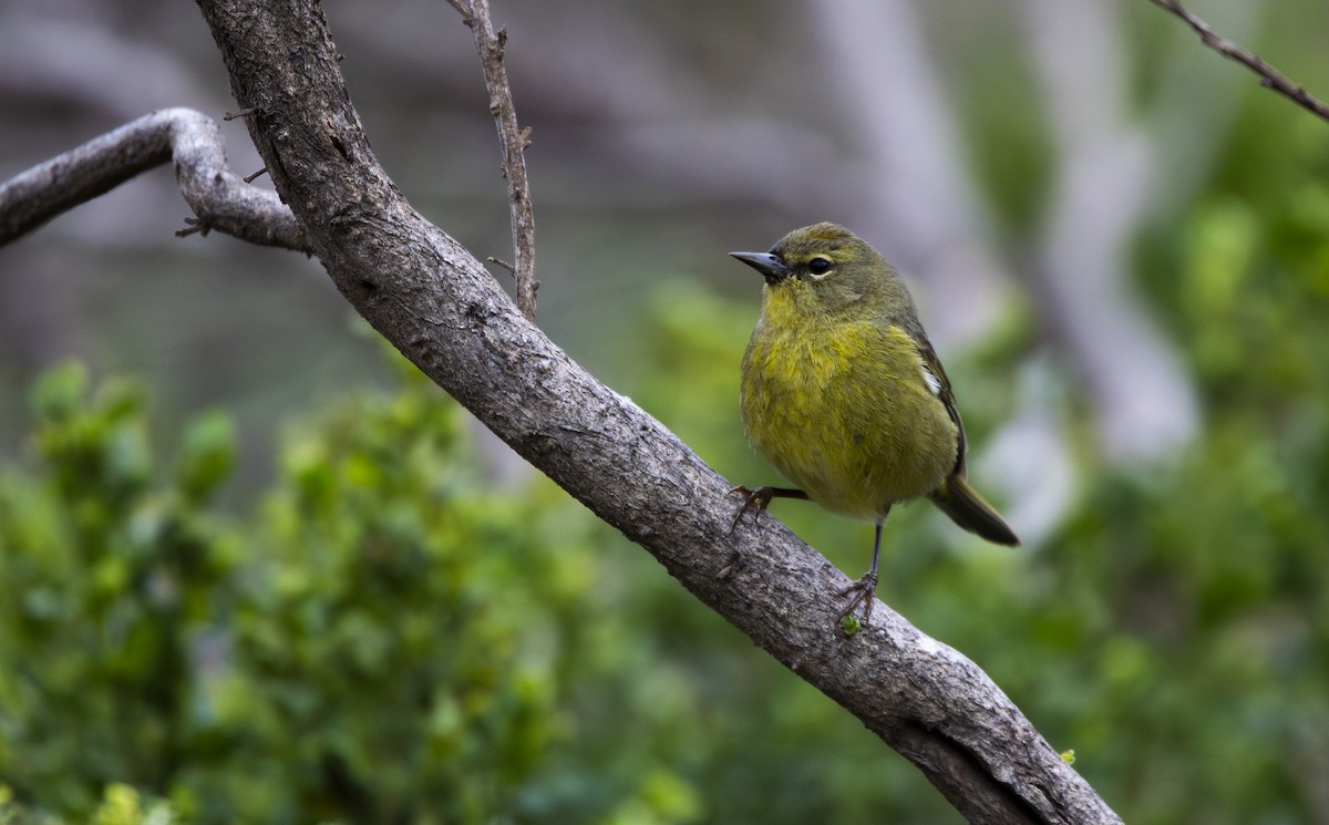 Orange-crowned Warbler - ML622088569