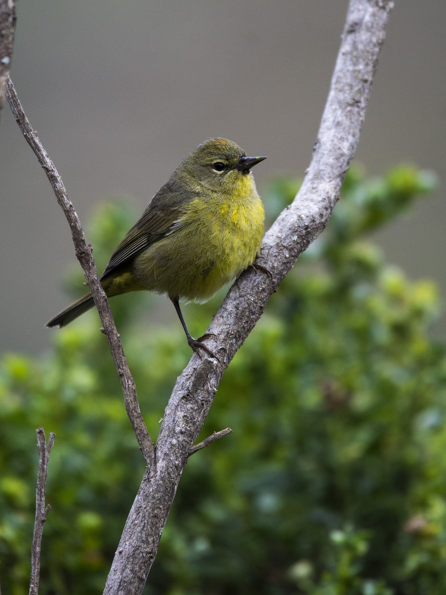 Orange-crowned Warbler - ML622088570