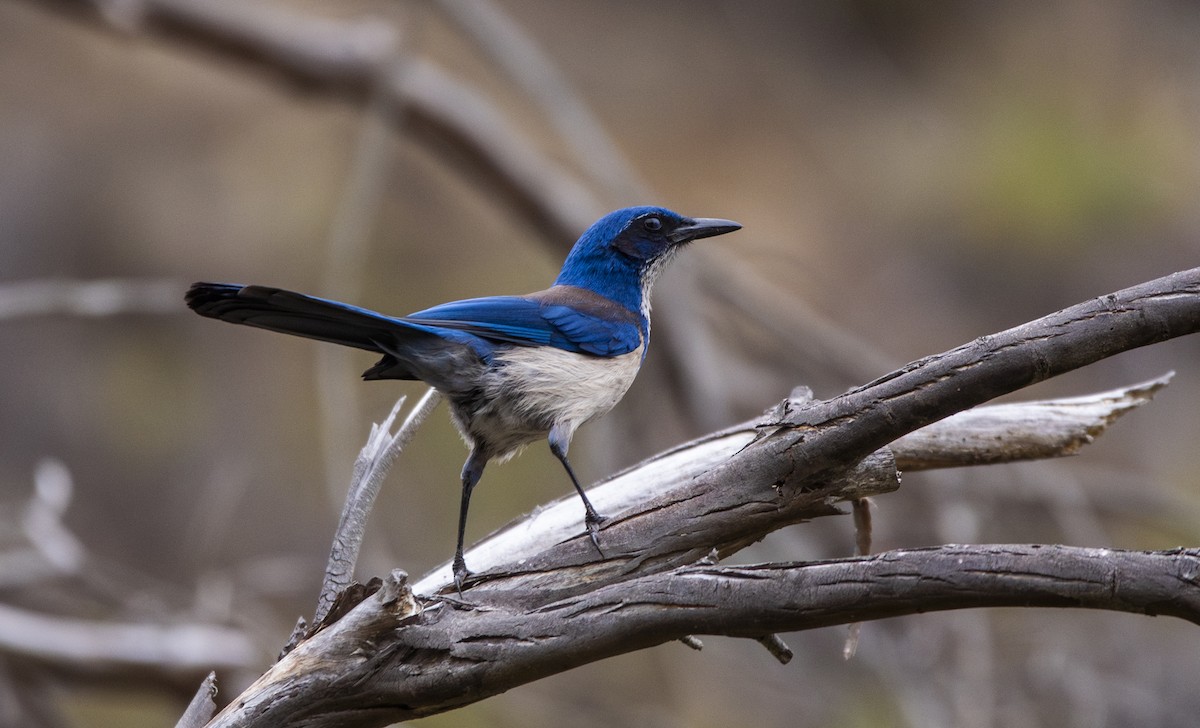 Island Scrub-Jay - ML622088572