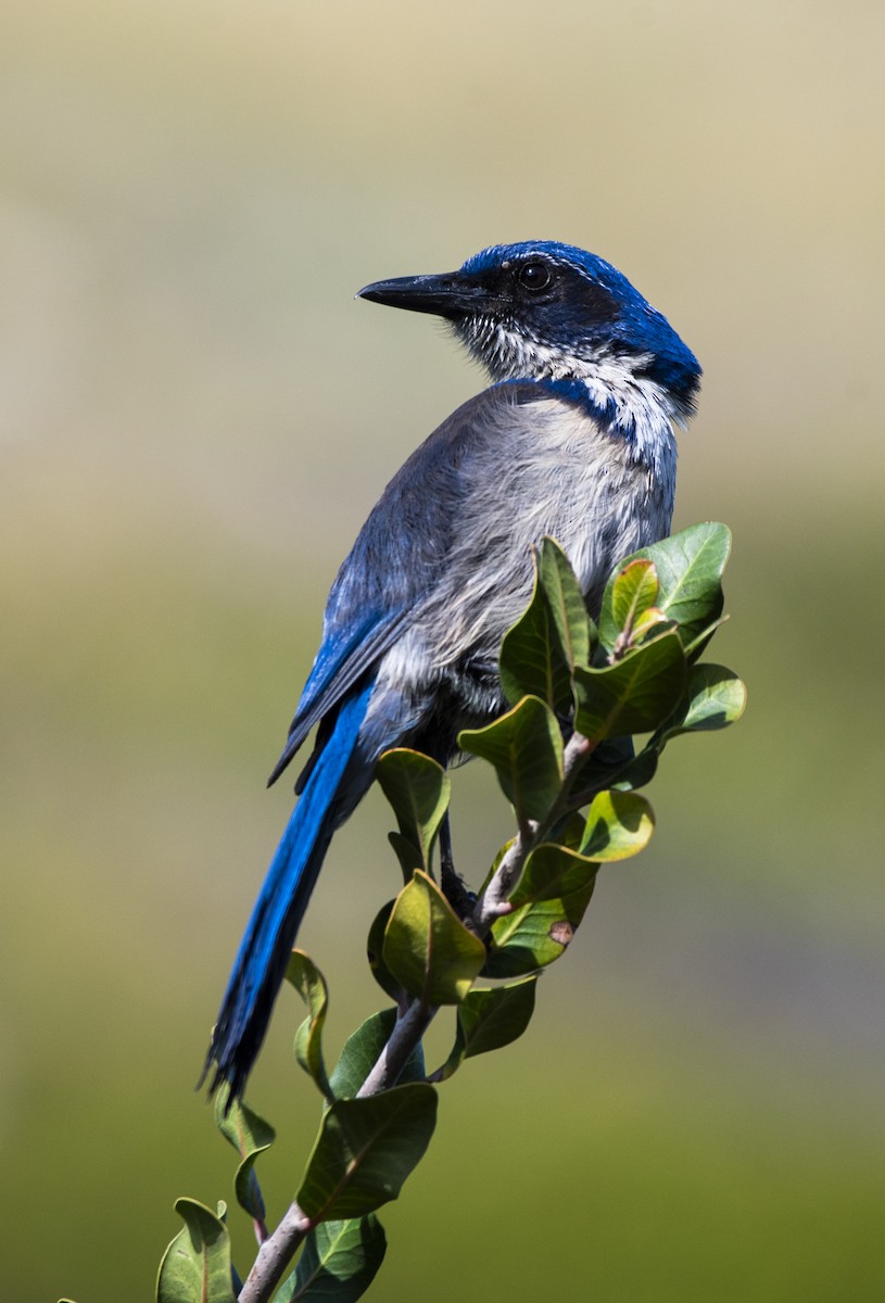 Island Scrub-Jay - ML622088573