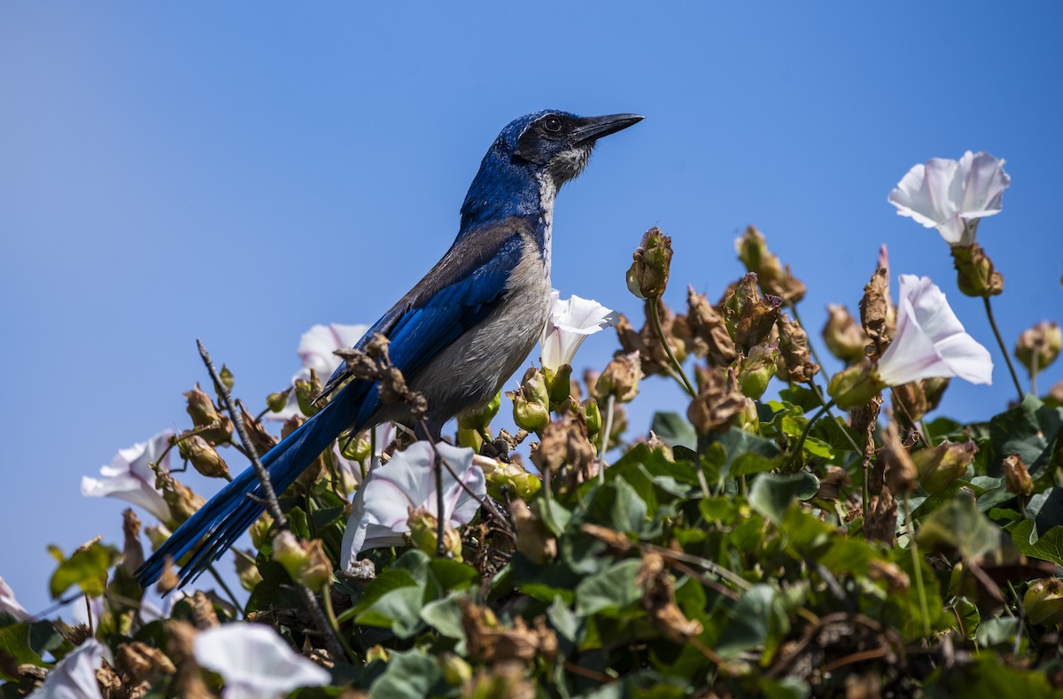 Island Scrub-Jay - ML622088574