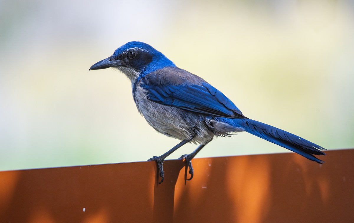 Island Scrub-Jay - ML622088575