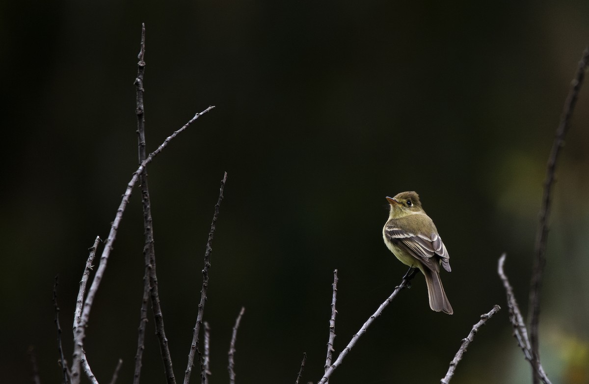 Western Flycatcher - ML622088576