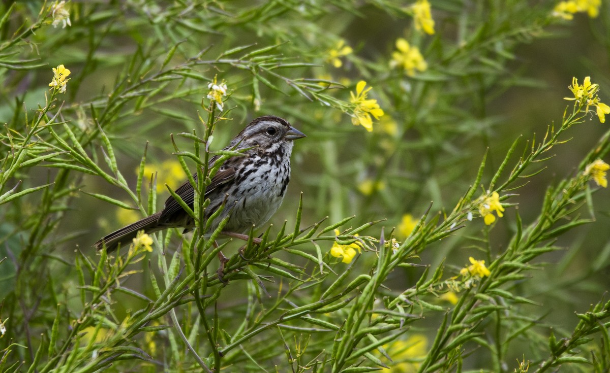 Song Sparrow - ML622088579