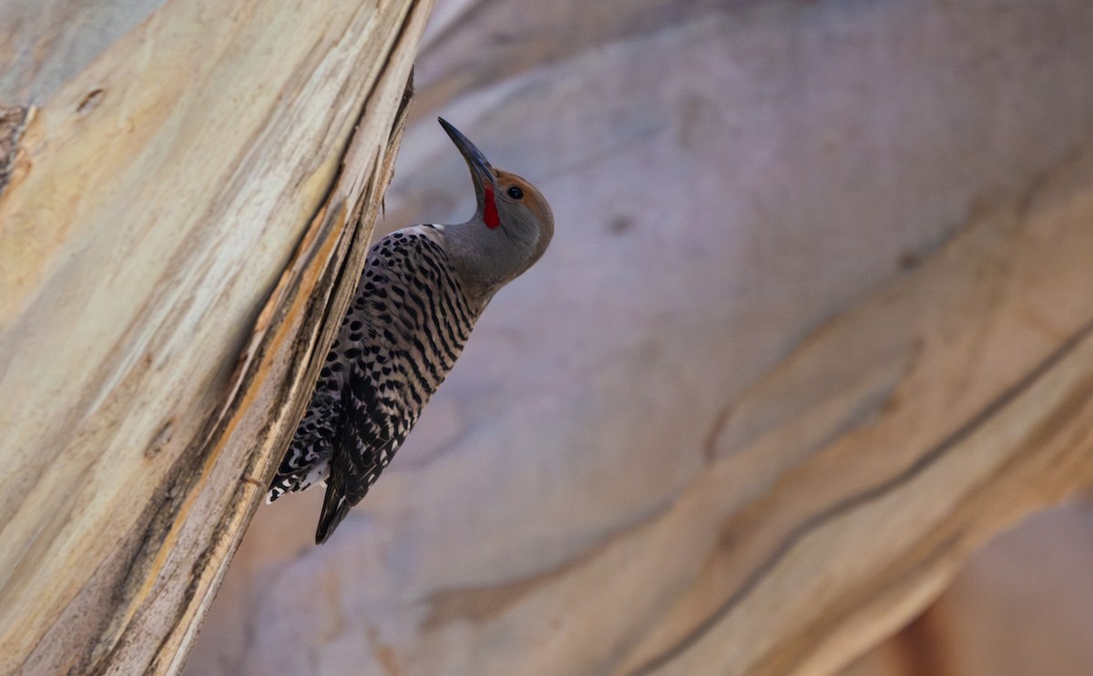 Northern Flicker - Kalee Vidana