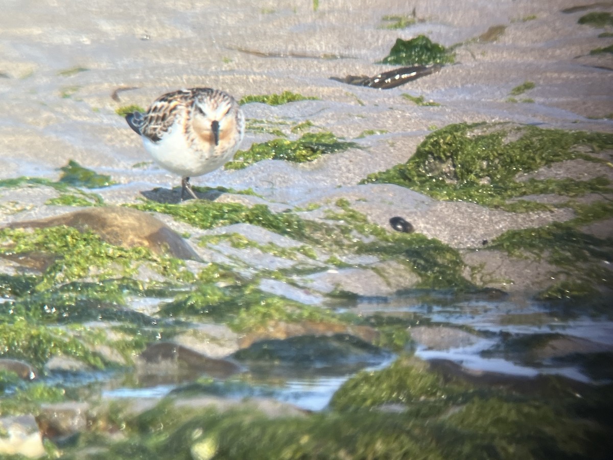 Red-necked Stint - Mark Shorten