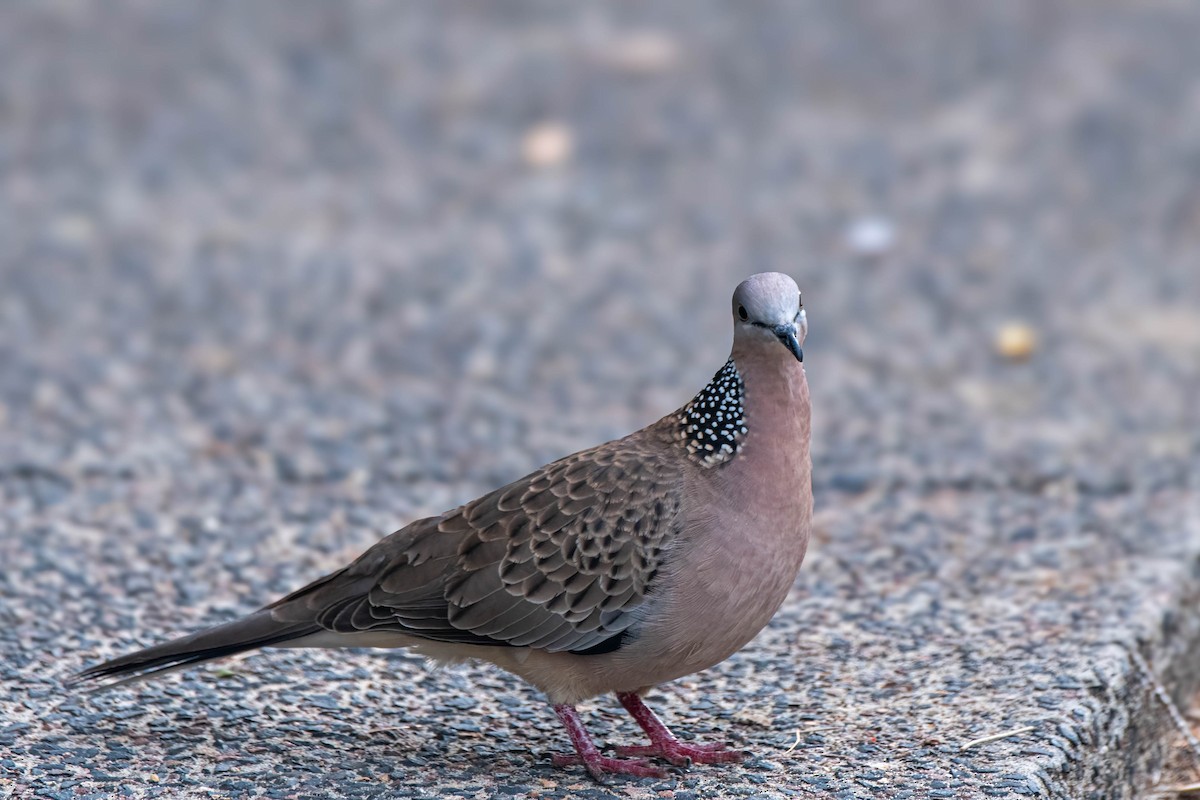 Spotted Dove - ML622088611