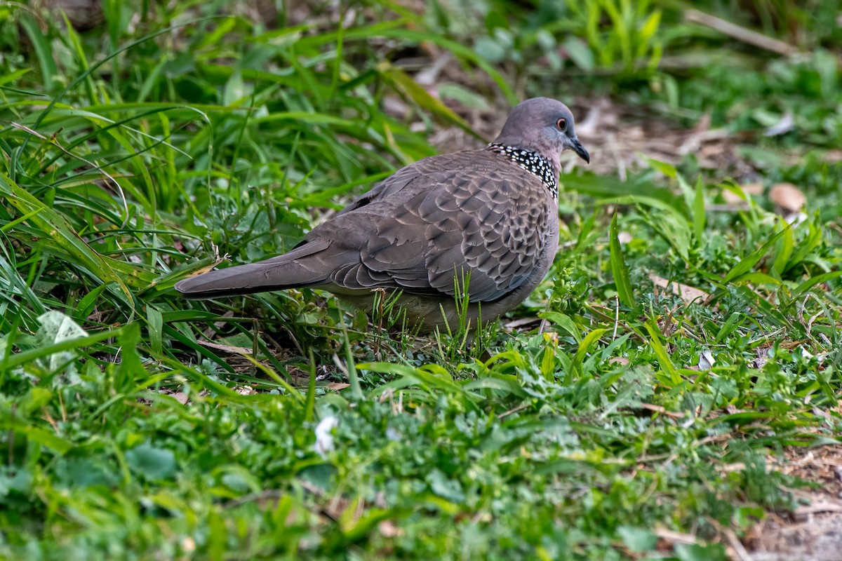 Spotted Dove - ML622088612