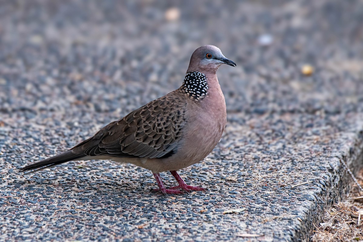 Spotted Dove - ML622088613