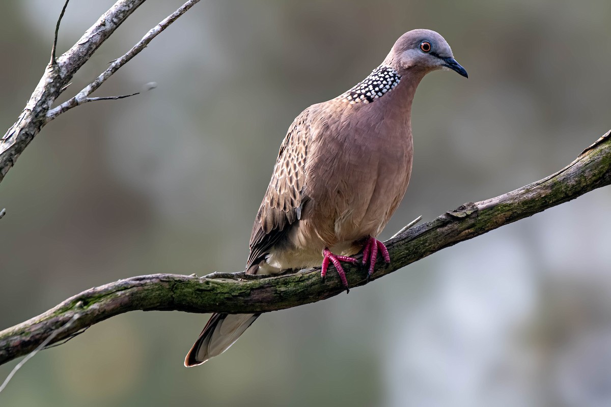 Spotted Dove - ML622088616