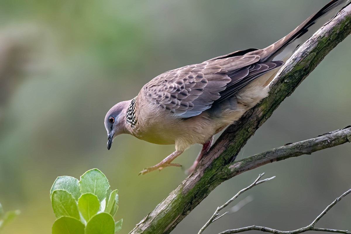 Spotted Dove - ML622088617