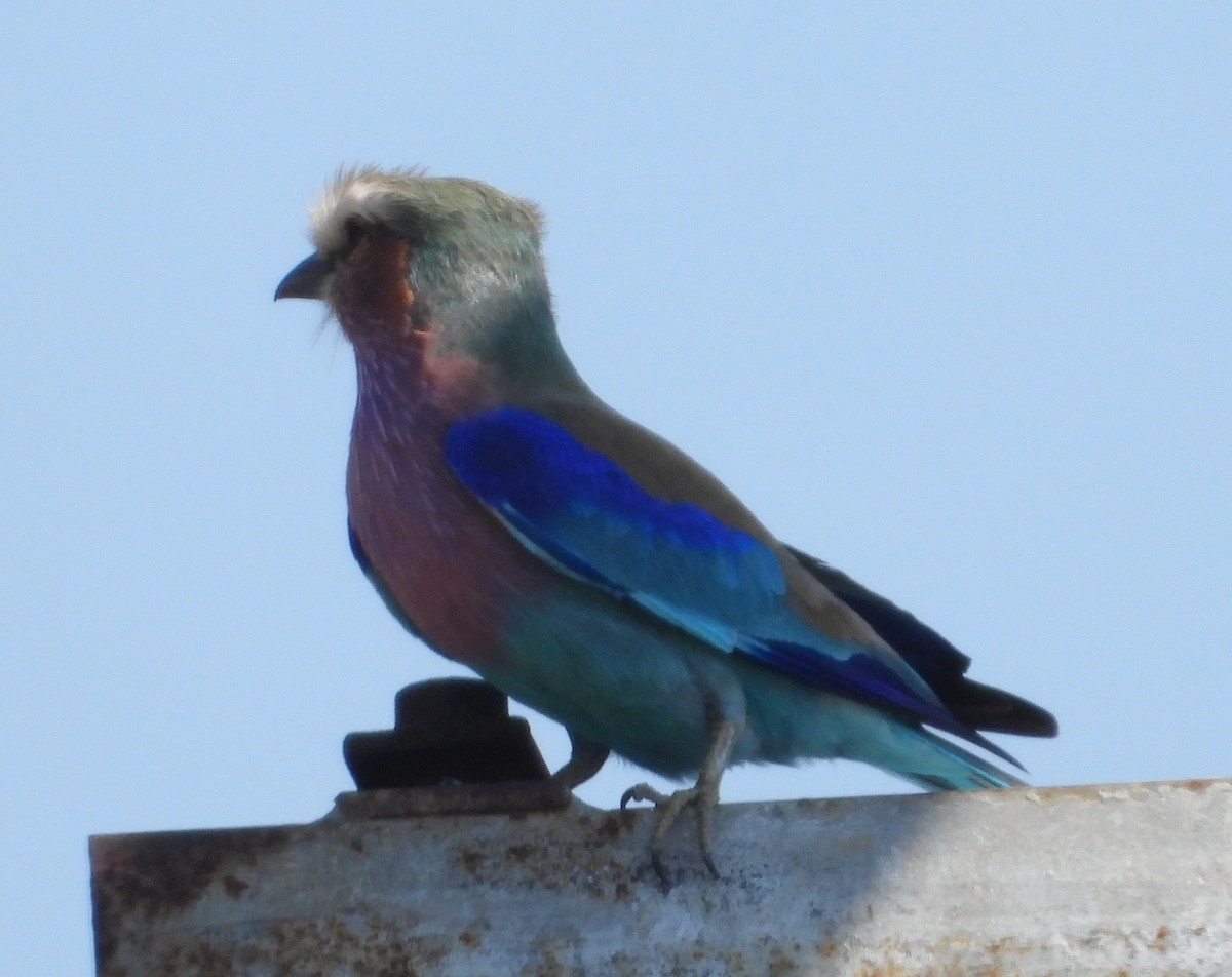 Lilac-breasted Roller - ML622088682