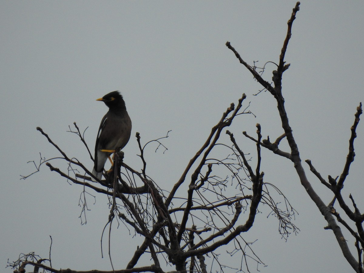 Common Myna - ML622088684