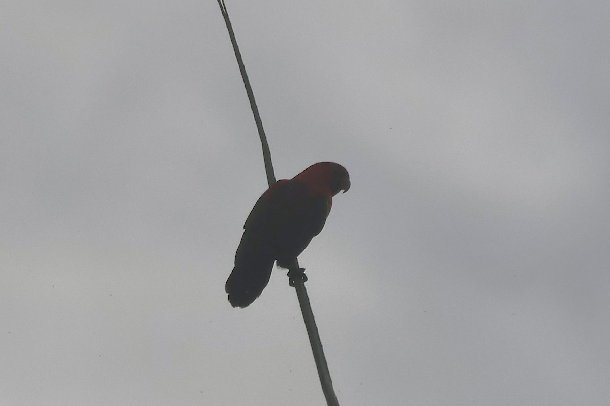 Chattering Lory - ML622088702