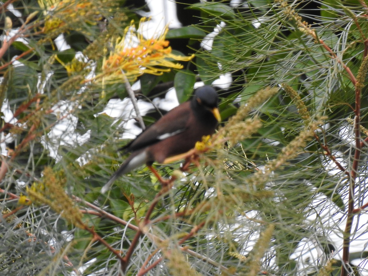 Common Myna - ML622088737