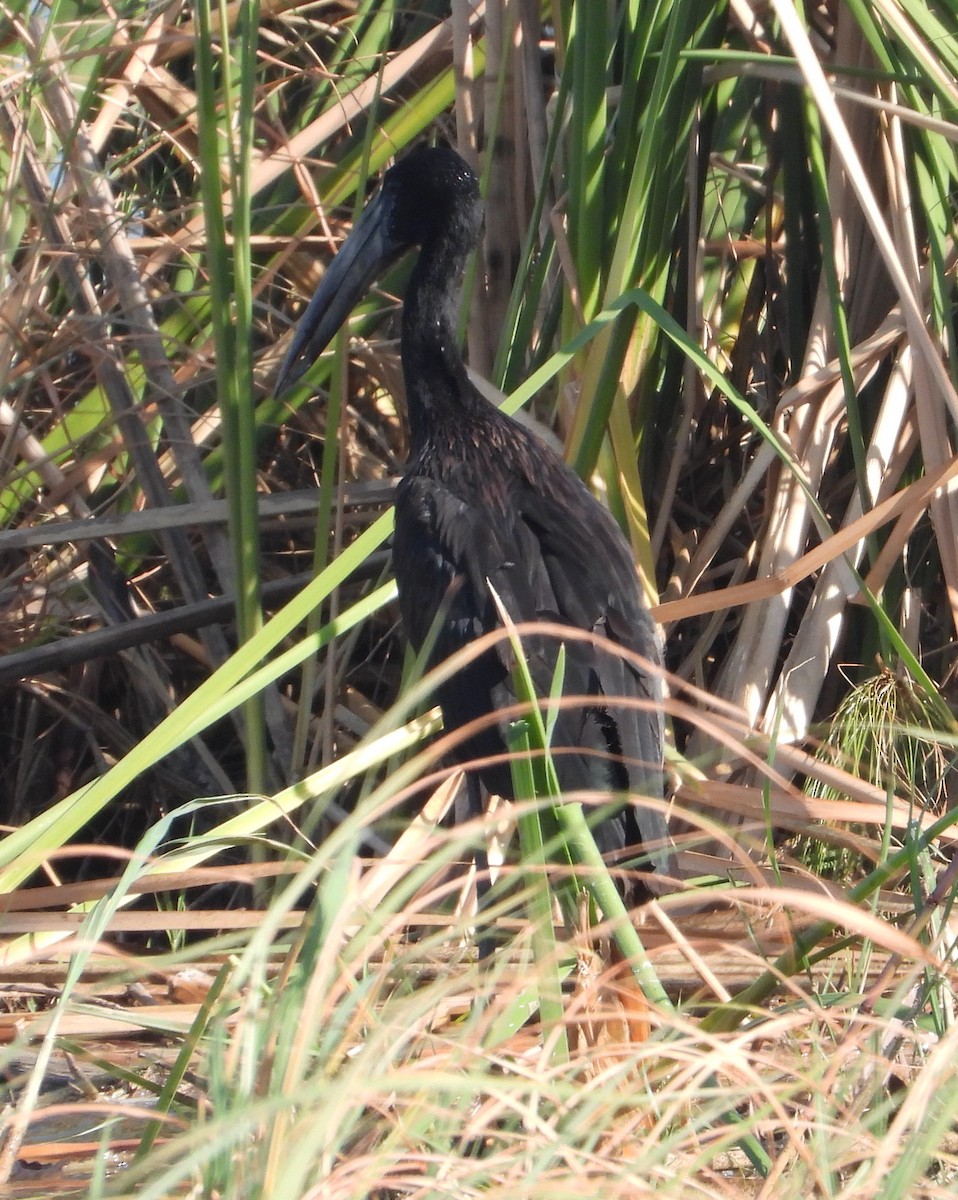 African Openbill - Rodney Macready