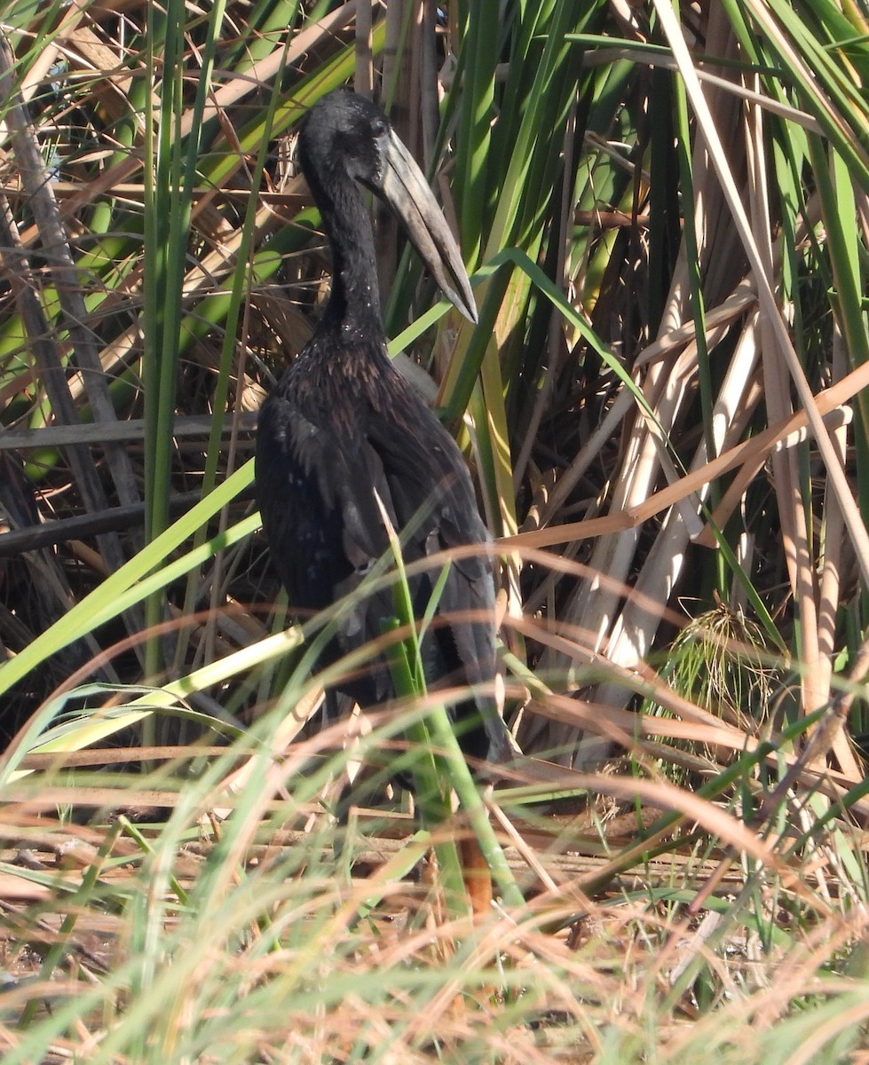 African Openbill - Rodney Macready