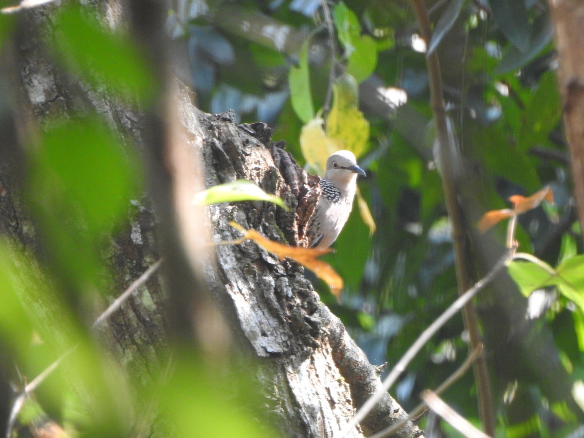 珠頸斑鳩 - ML622088756