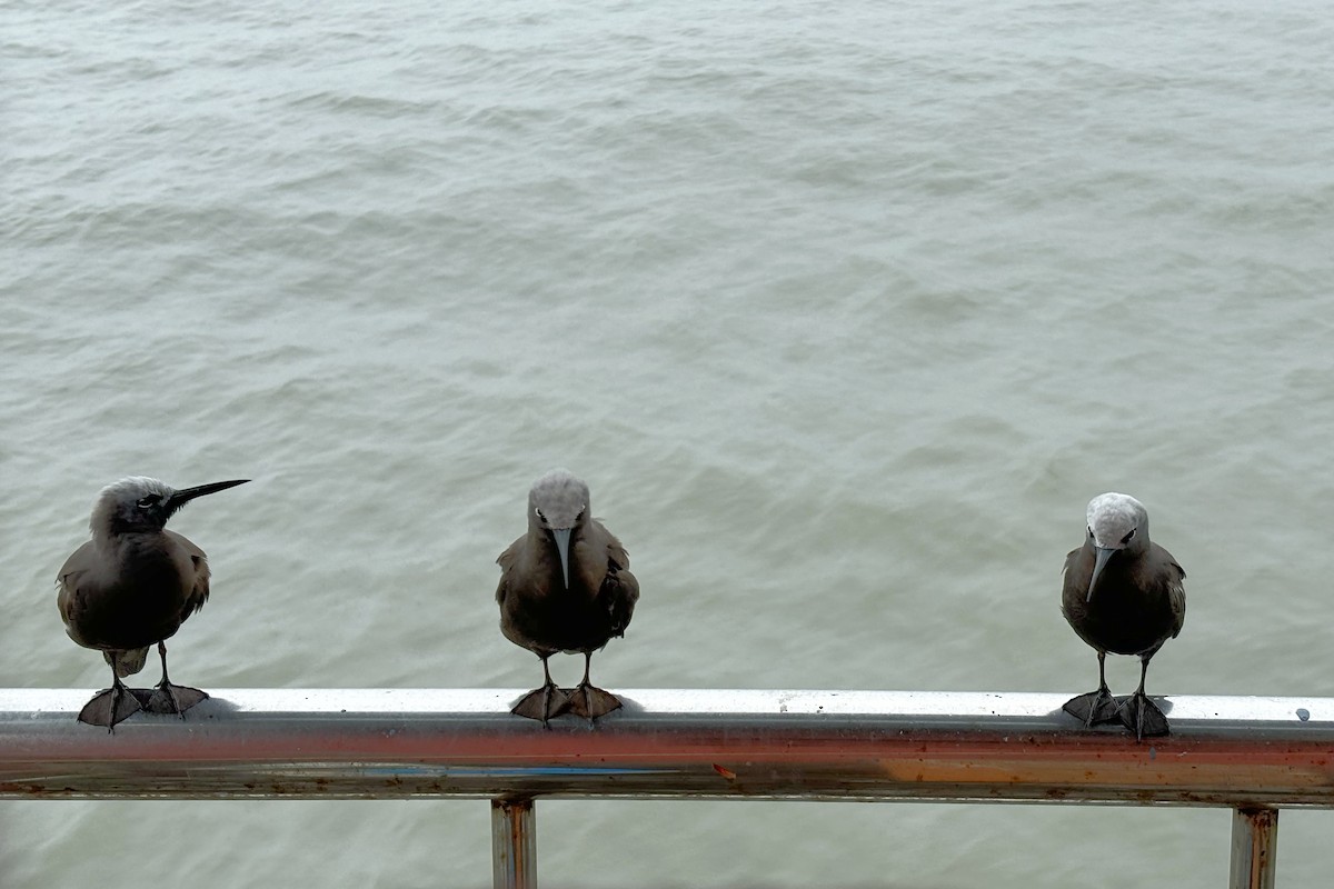 Lesser Noddy - ML622088758