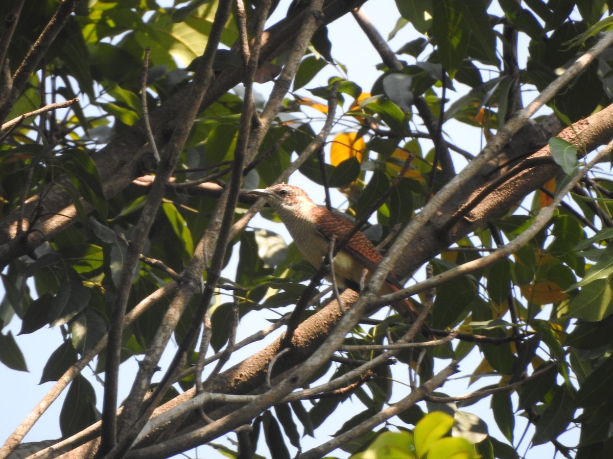 Banded Bay Cuckoo - ML622088764