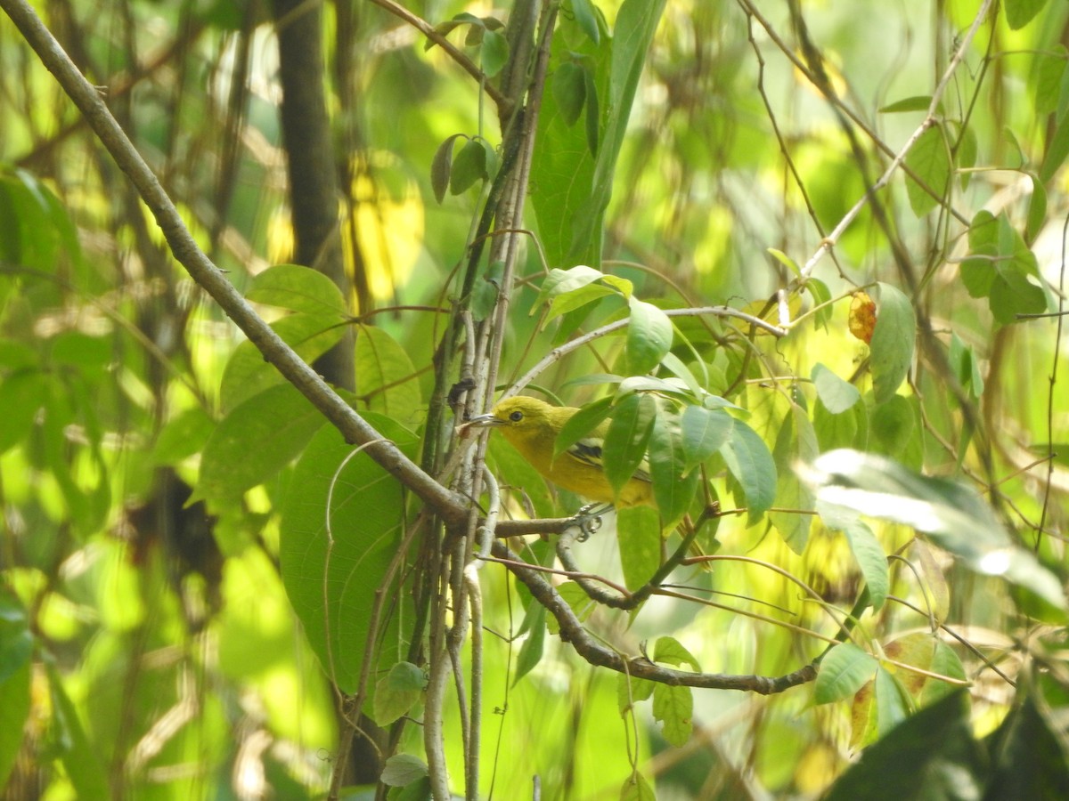 Common Iora - ML622088769