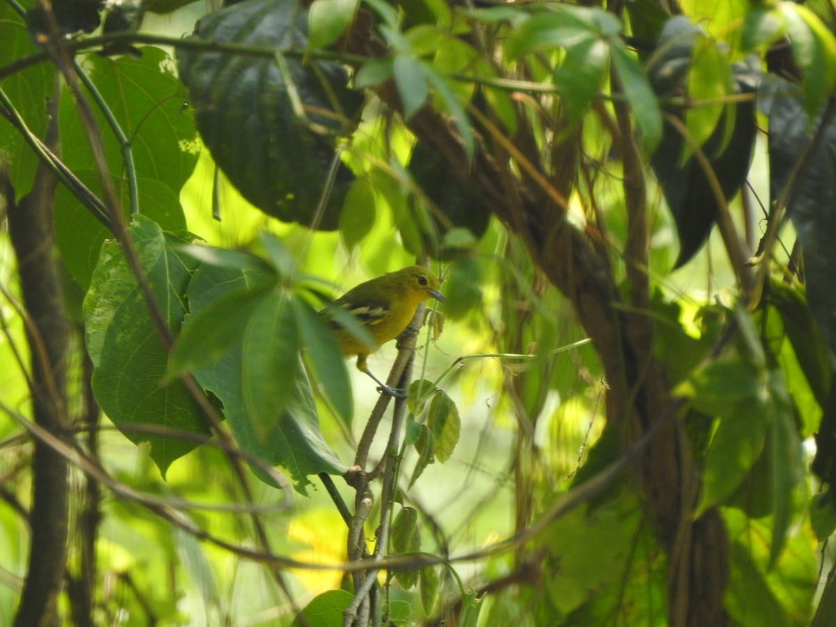 Common Iora - ML622088770