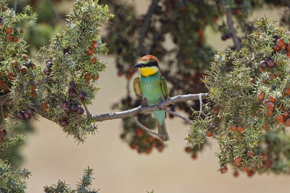 European Bee-eater - ML622088771