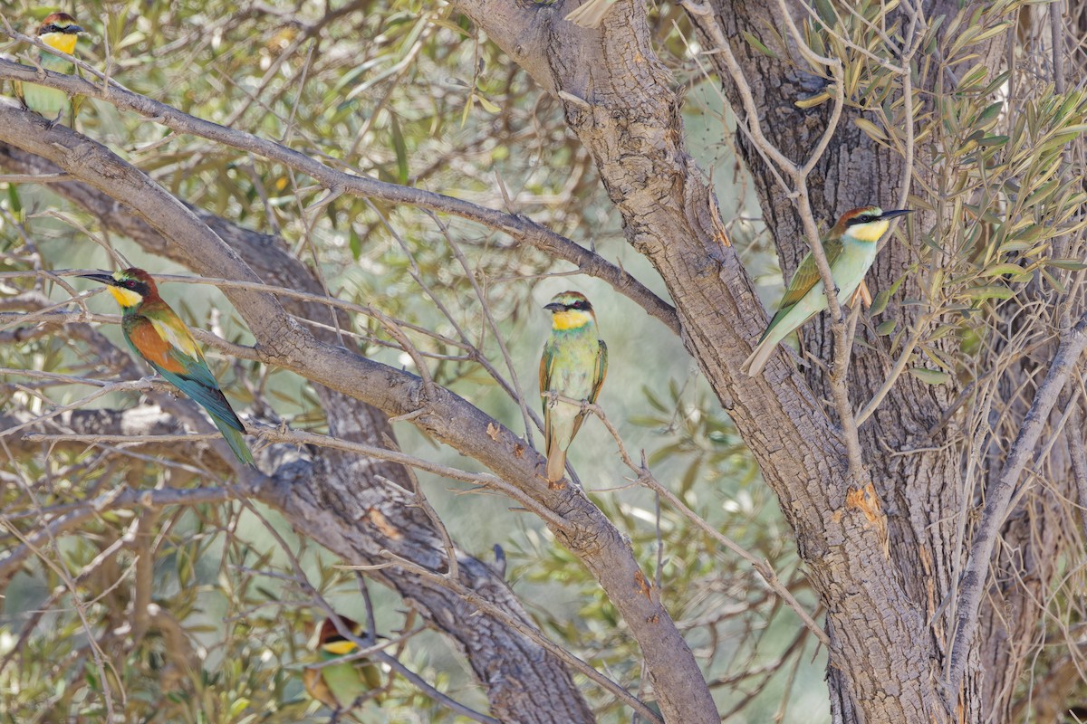 European Bee-eater - ML622088772