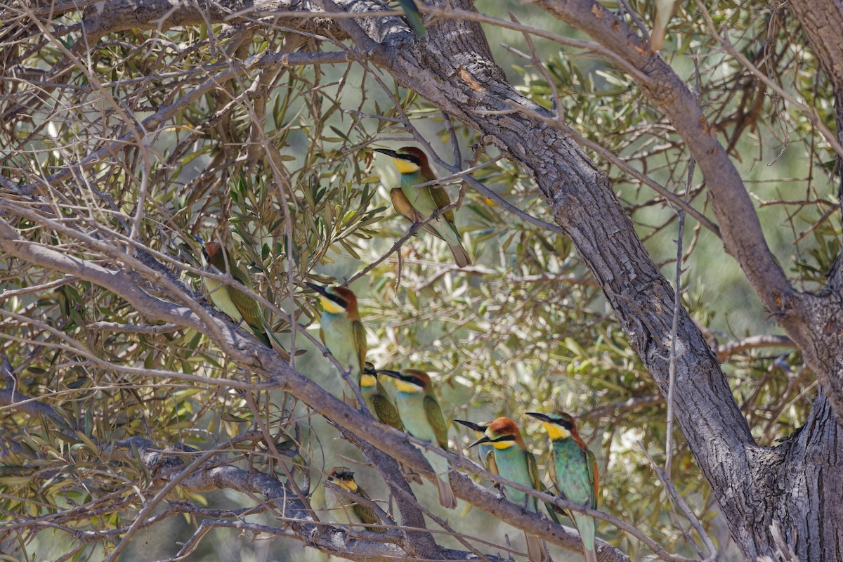 European Bee-eater - ML622088773