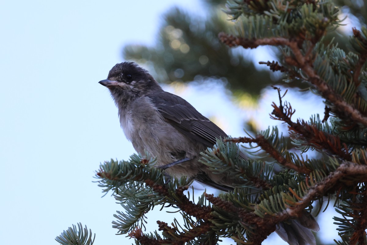 Canada Jay - ML622088788