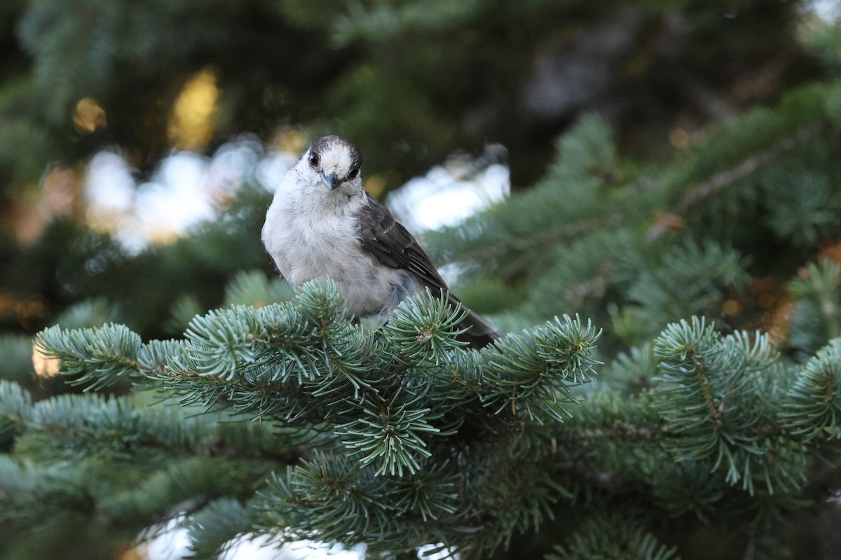 Canada Jay - ML622088789