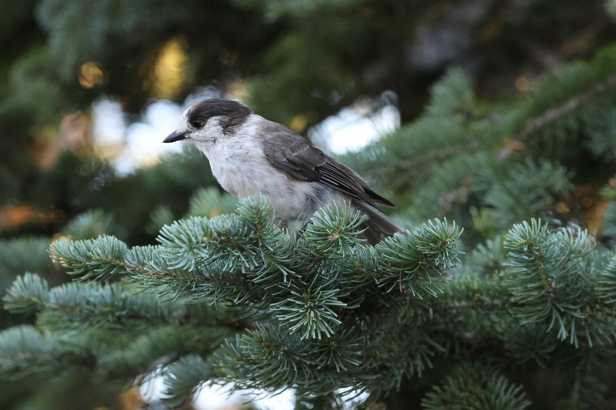 Canada Jay - Shep Thorp