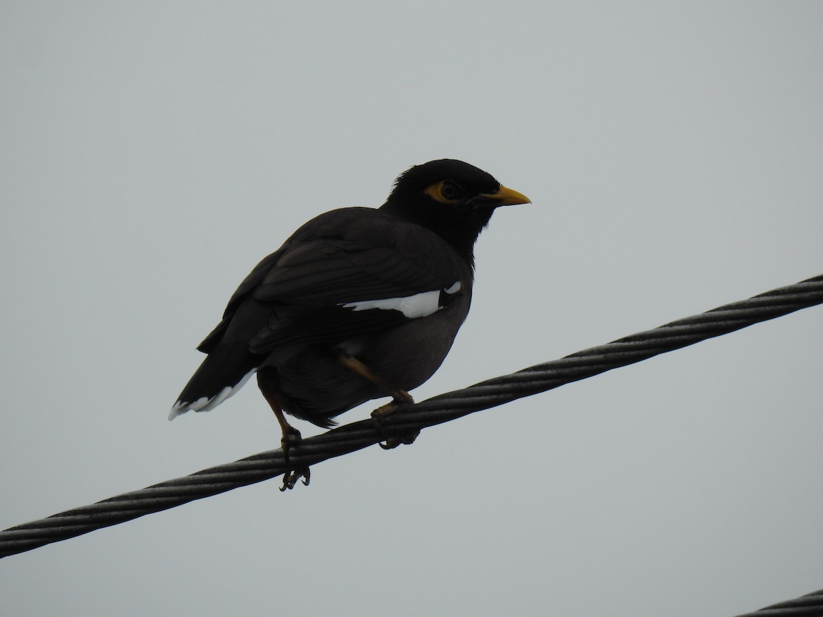 Common Myna - ML622088795