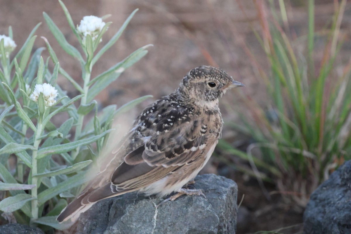 Horned Lark - Shep Thorp