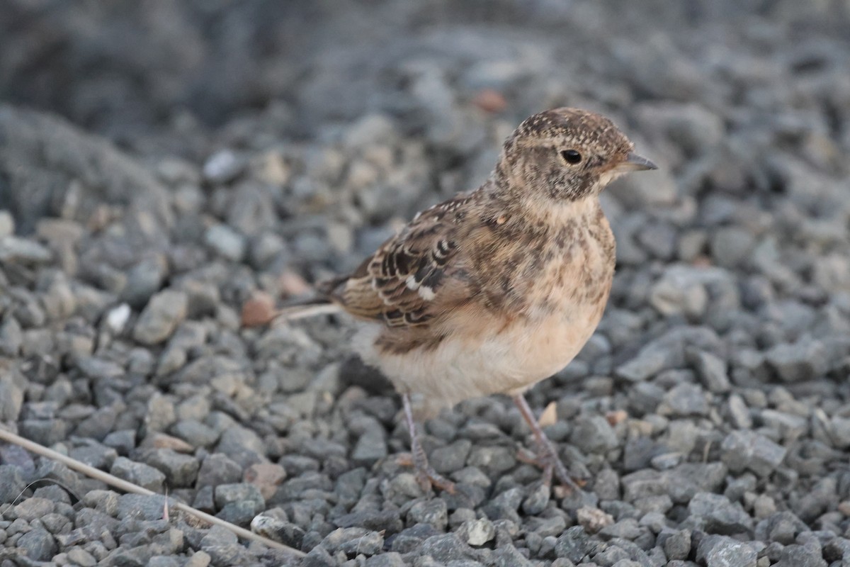 Horned Lark - ML622088797