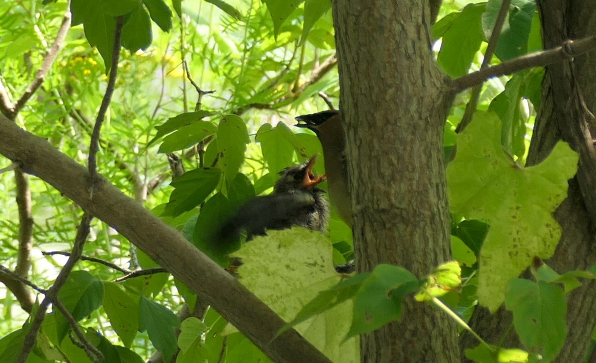 Cedar Waxwing - ML622088800