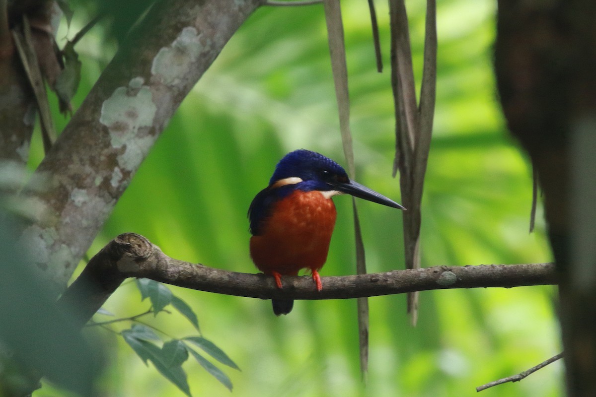 Shining-blue Kingfisher - ML622088806