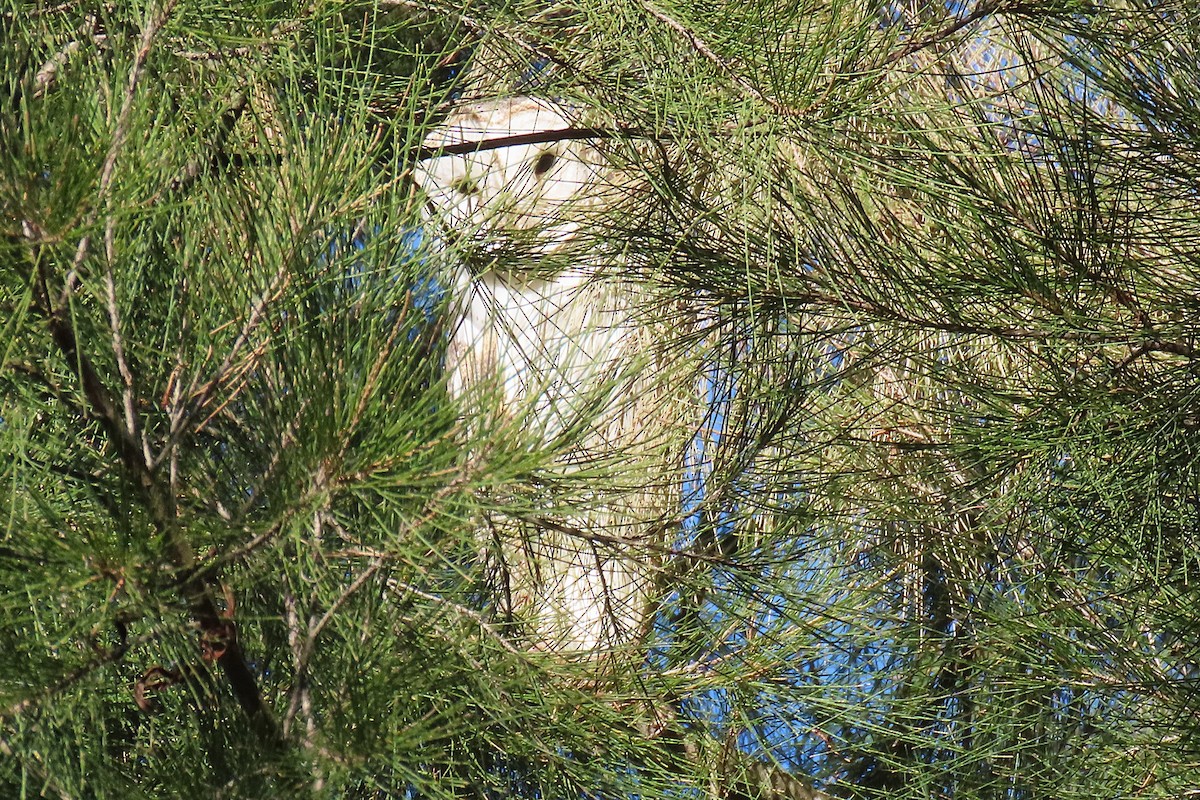 Barn Owl - ML622088812