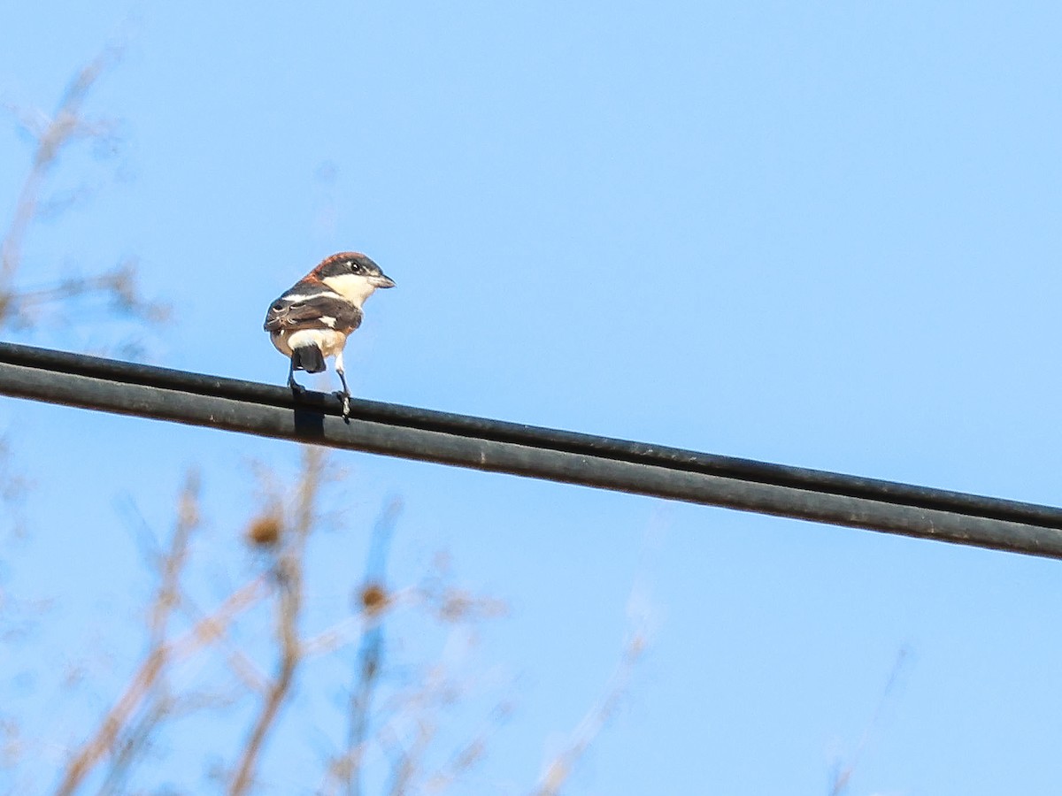 Woodchat Shrike - ML622088818