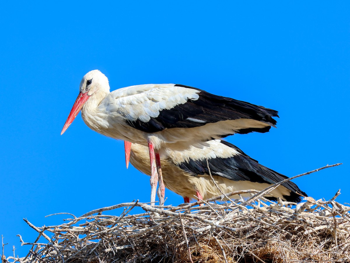 White Stork - ML622088819