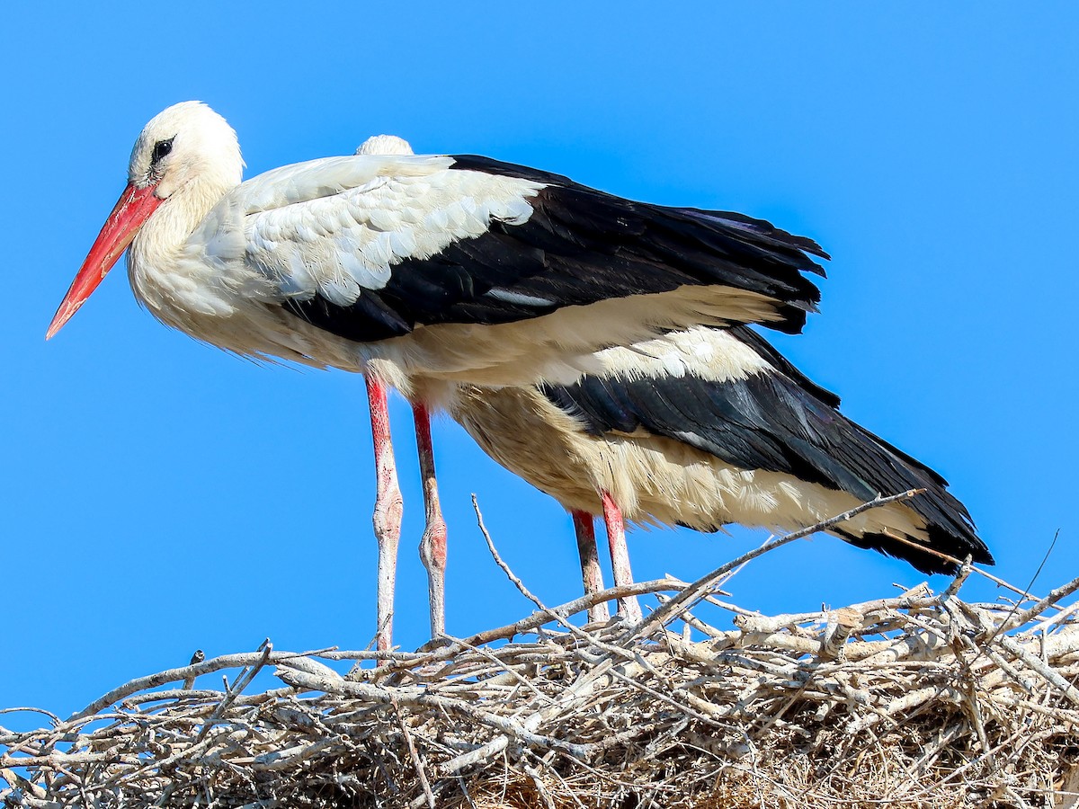 White Stork - ML622088820