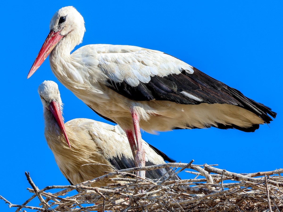 White Stork - ML622088821