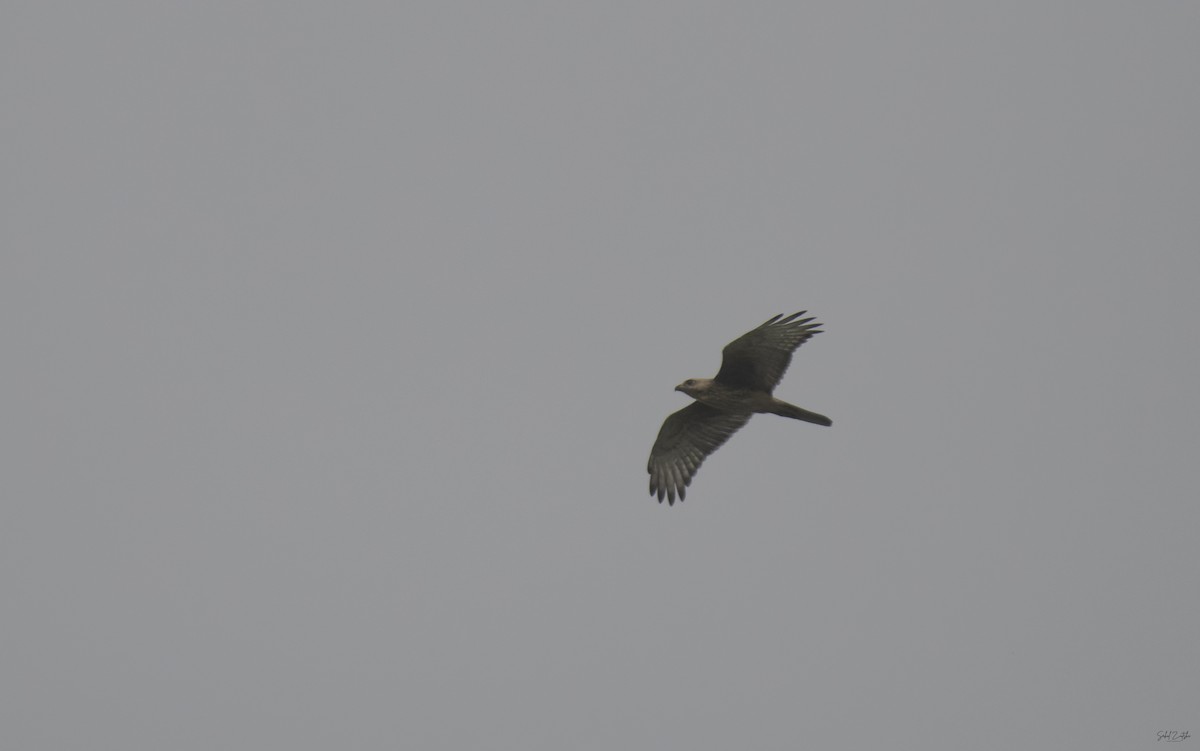 White-eyed Buzzard - ML622088822