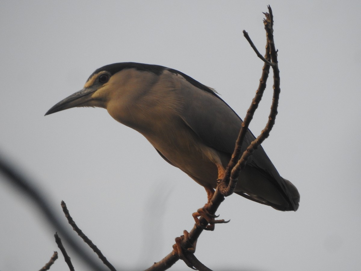 Black-crowned Night Heron - ML622088823