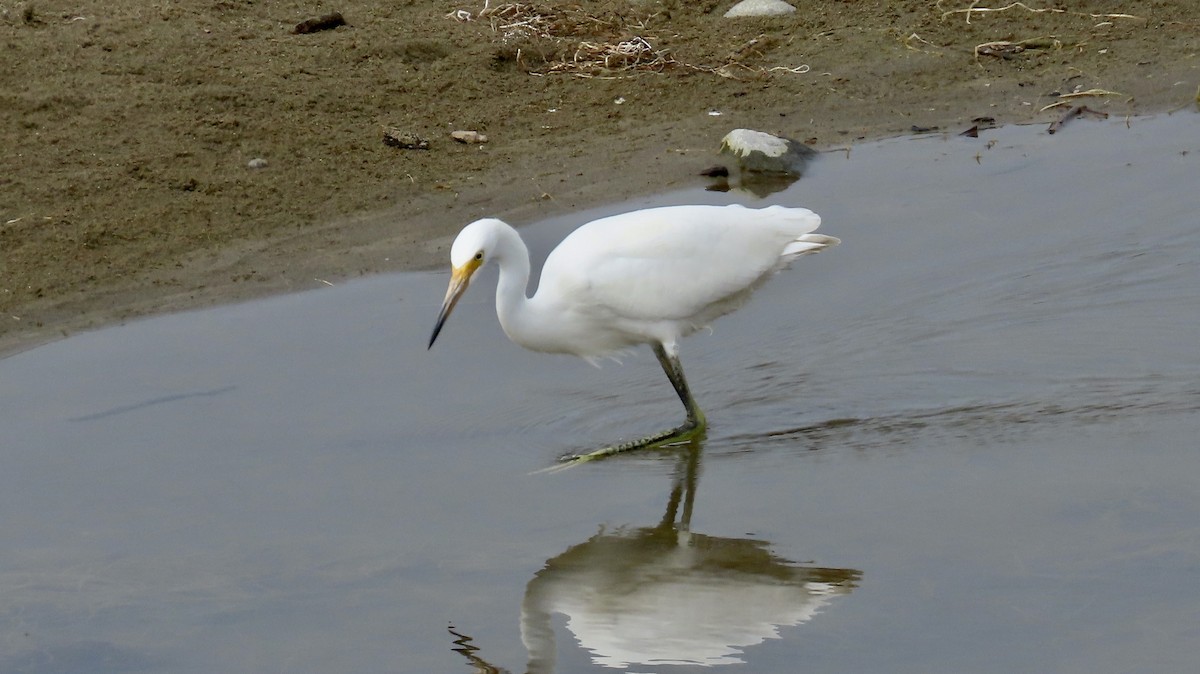 Snowy Egret - ML622088826