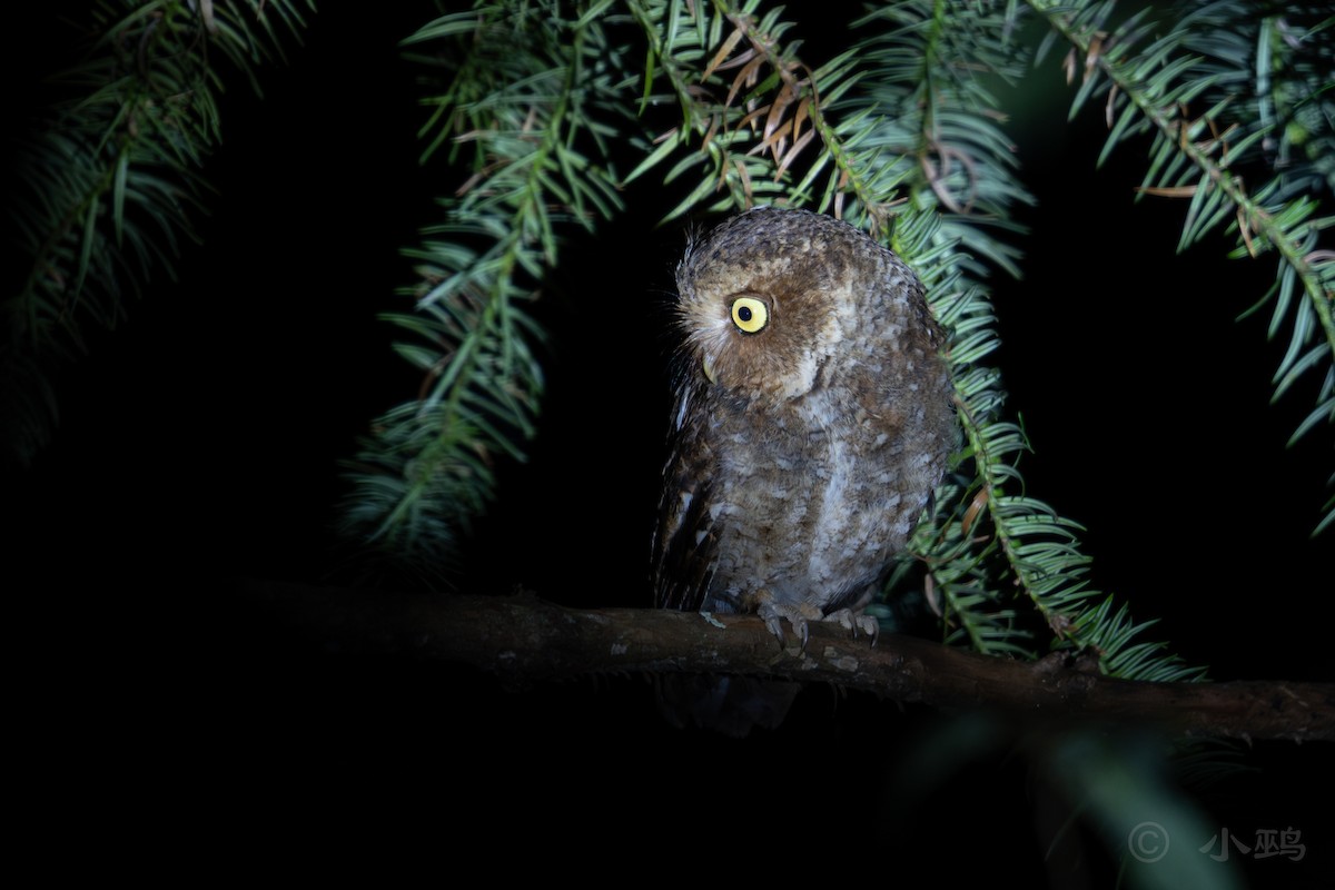 Mountain Scops-Owl - ML622088827