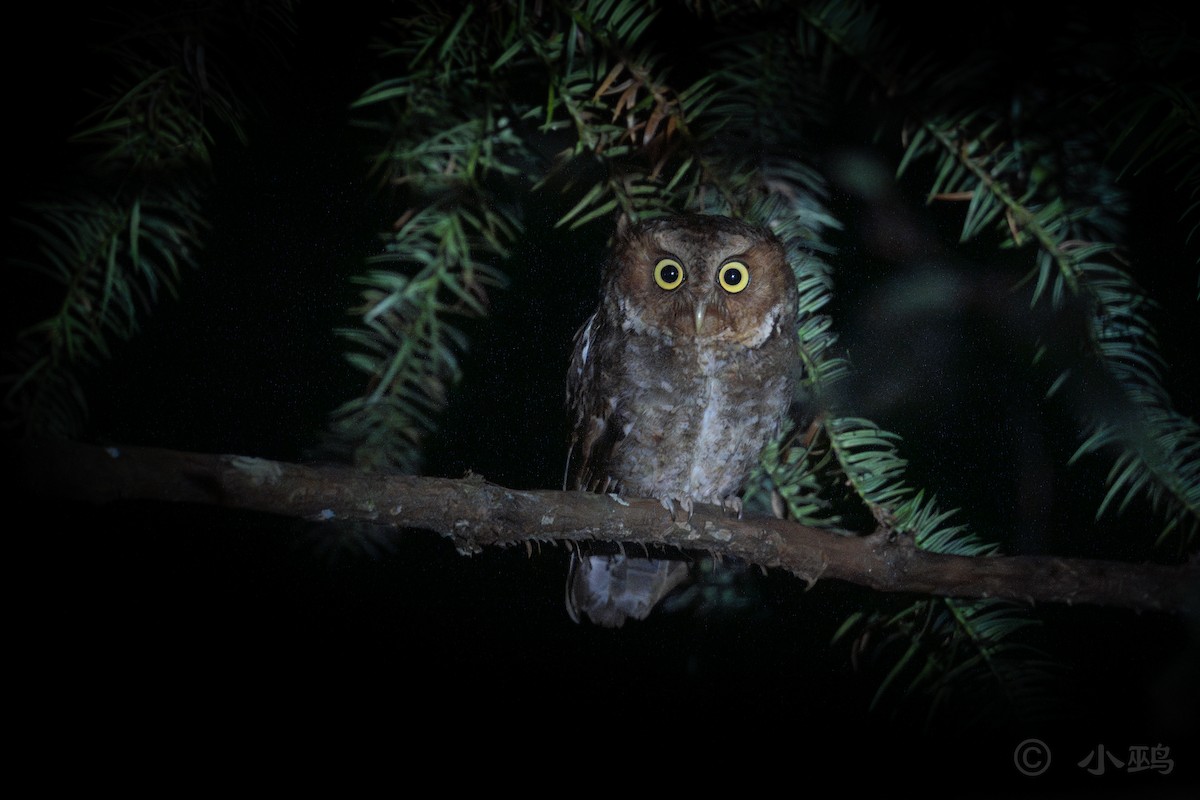 Mountain Scops-Owl - ML622088828