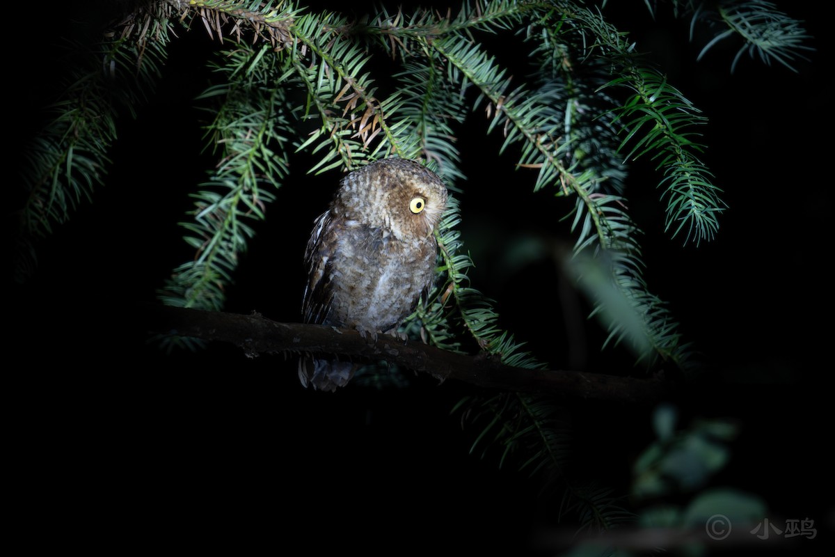 Mountain Scops-Owl - Vincent Wu