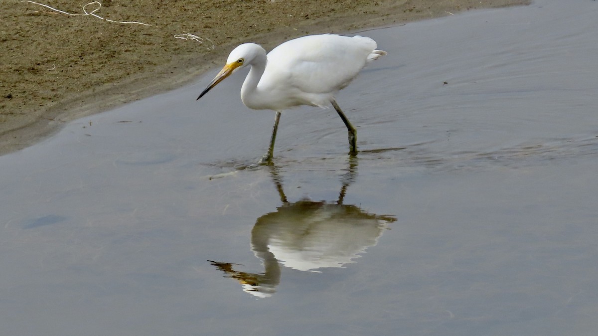 Snowy Egret - Petra Clayton