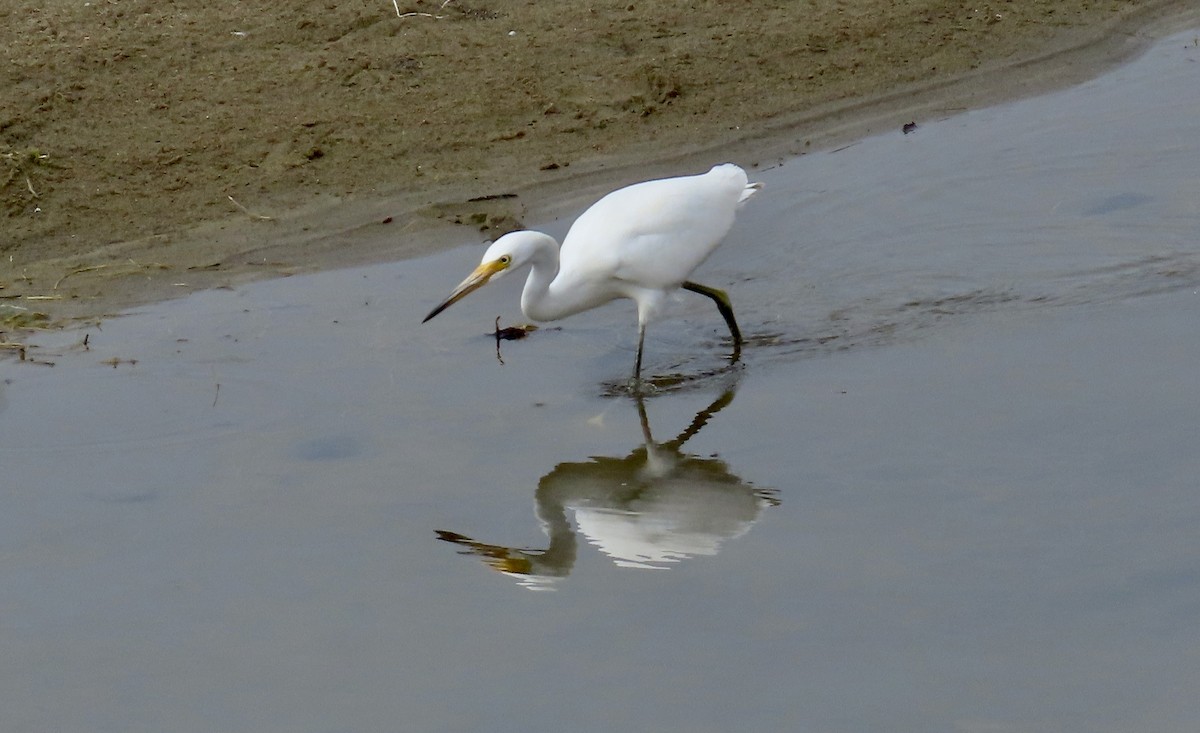 Snowy Egret - ML622088832